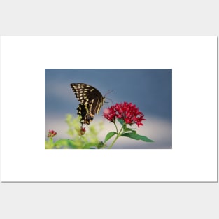 Butterfly Eating Posters and Art